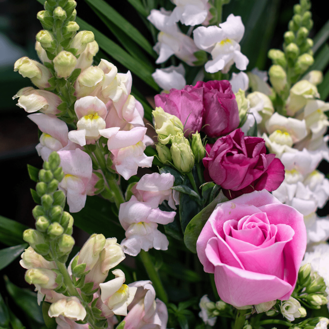 Vibrant bouquet with pink roses, purple flowers, and white snapdragons, creating a stunning floral arrangement.