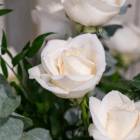 Close-up of elegant white roses surrounded by lush green leaves, symbolizing purity and beauty.