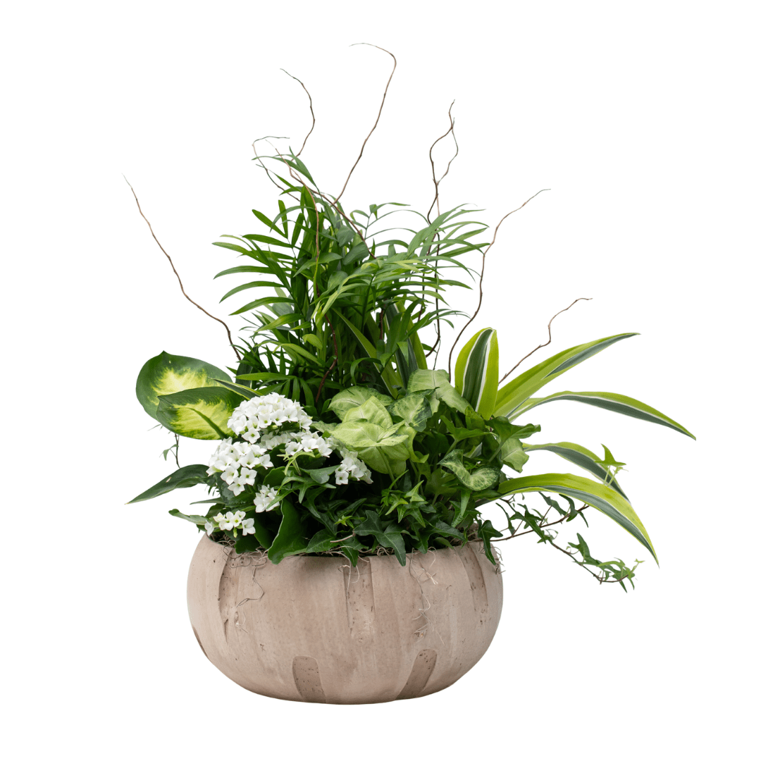448 Mixed indoor plant arrangement in decorative pot with vibrant greenery and white flowers against a white background.