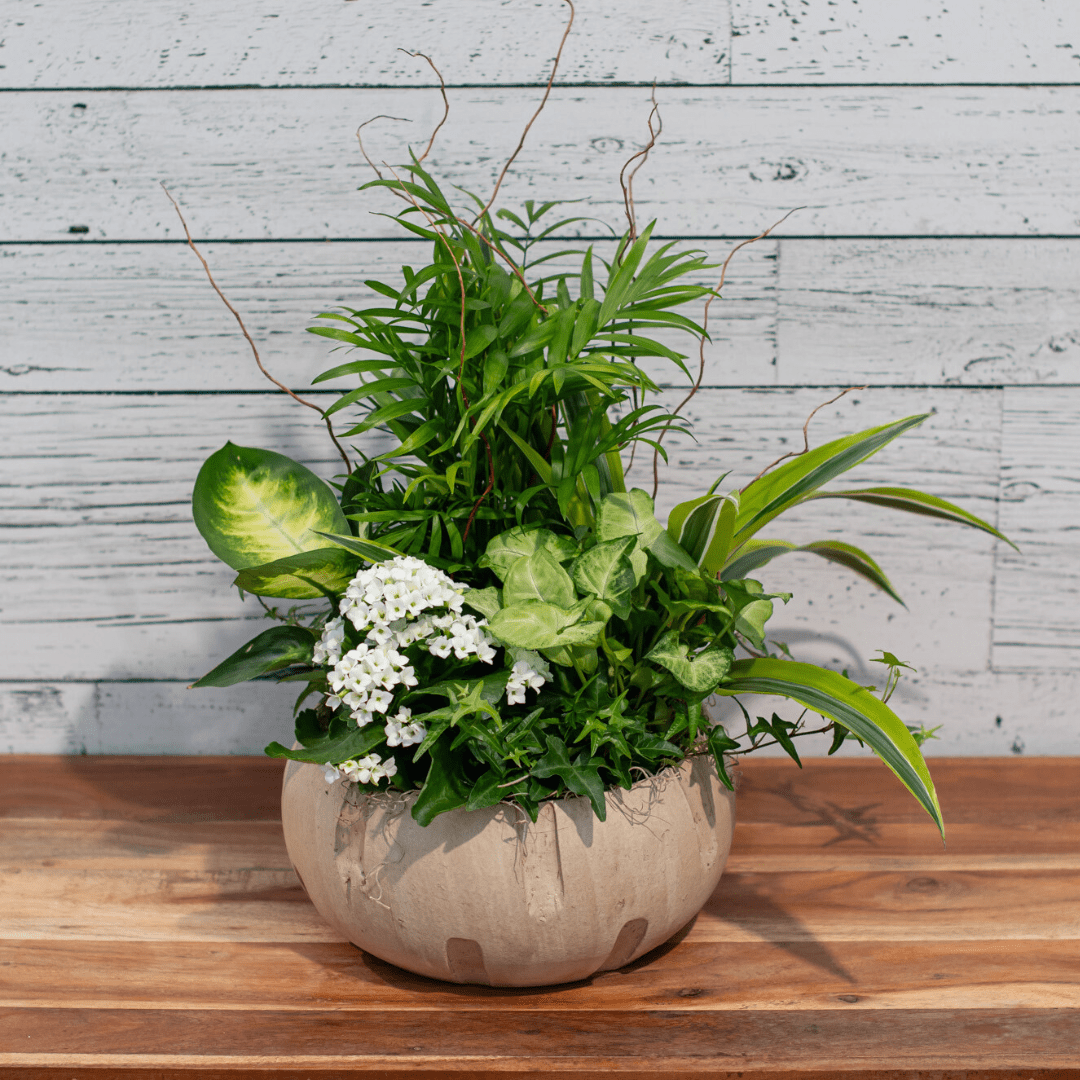 Indoor potted plant arrangement with green foliage and white blooms on a wooden table, rustic background.