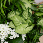 Lush greenery with variegated leaves and white florals, creating a vibrant botanical scene.