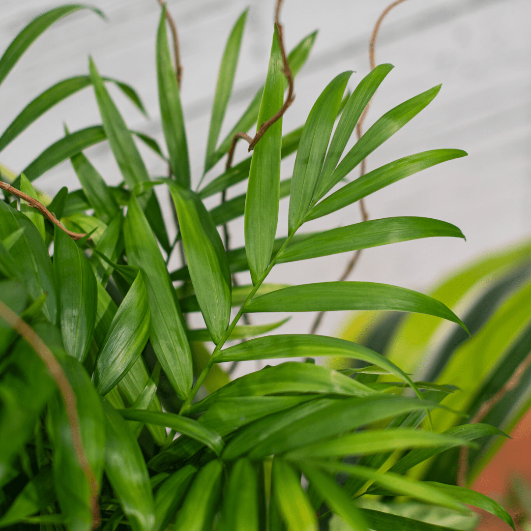 Close-up of lush, green palm leaves against a light background, showcasing their vibrant color and texture.