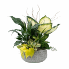 Decorative potted plant arrangement with green and yellow leaves in textured gray pot. Ideal for indoor decor.