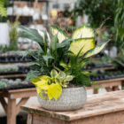 Lush indoor plant arrangement in a decorative pot on a wooden table in a garden center.