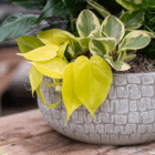 Potted yellow philodendron and variegated plant in textured grey pot on wooden table.