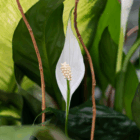 Close-up of a peace lily bloom with lush green leaves in the background, highlighting natural beauty and tranquility.