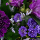 Vibrant purple and white flowers in bloom, showcasing nature's colorful spring beauty.