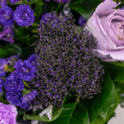 Vibrant bouquet with purple asters and lavender roses, accented by lush green leaves. Ideal for floral arrangements.