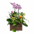 Orchid and tropical plant arrangement in wooden box, vibrant colors, indoor floral decor, lush greenery.