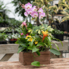 Vibrant mixed flower arrangement in a wooden box on a rustic table with a greenhouse background.