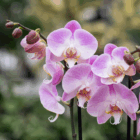 Pink and white orchids in bloom, showcasing delicate petals and bright colors against a blurred green background.