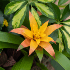 Vibrant orange and yellow bromeliad flower with lush green leaves in a natural setting.