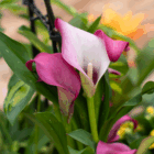 Pink calla lilies with lush green leaves in a garden setting.