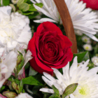 Close-up of vibrant red rose surrounded by white flowers and green leaves in a floral arrangement.