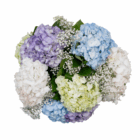 Bouquet of colorful hydrangeas and white baby's breath flowers against white background for elegant floral decor.