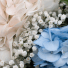 Close-up of white and blue hydrangeas with baby's breath flowers for a soft floral arrangement.