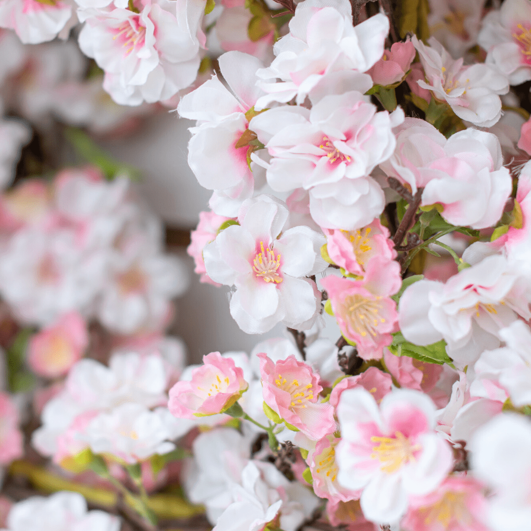 Close-up of blooming pink and white cherry blossoms on a vibrant tree branch, signaling the beauty of spring.