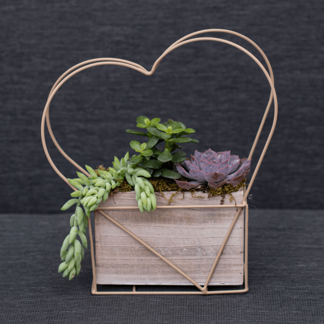 Heart-shaped wire decor with beautiful succulents in a rustic wooden planter box on a dark background.