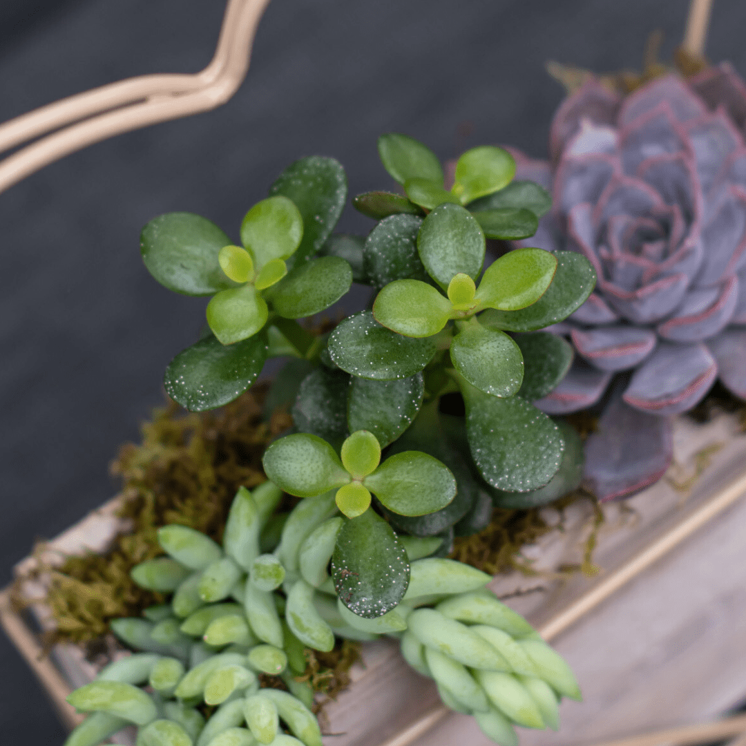 Close-up of vibrant green succulents with purple and green varieties in a decorative planter, ideal for home decor.