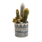 Ornate ceramic pot with diverse cacti arrangement, showcasing unique textures and patterns, isolated on white background.