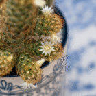 Close-up of flowering cactus with delicate white blooms in a decorative pot on a blurred blue and white background.
