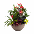 Mixed indoor potted plants arrangement with vibrant red and green foliage in a chic ceramic pot on white background.