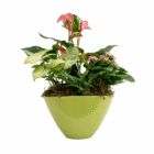 Green bowl with lush green and pink flowering houseplants, perfect for indoor decor.