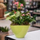 Green ceramic pot with assorted indoor plants and pink flowers, on a white table in a garden center.