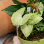 Close-up of a vibrant Syngonium plant with green leaves in a decorative pot, indoors.