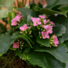 Pink kalanchoe blooms with lush green leaves in a garden setting.
