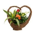Heart-shaped wicker basket with vibrant green and orange plants, perfect for decorative indoor gardening.