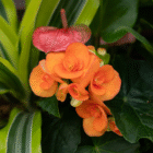 Close-up of vibrant orange begonias with lush green leaves in a garden setting.