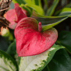 Red anthurium flower with vibrant spathes, surrounded by lush green leaves in a garden setting.