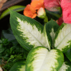Variegated green and white leaves with vibrant orange and pink flowers in a garden setting.