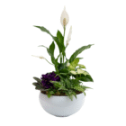 Elegant peace lily and assorted plants in a ceramic pot, perfect for home decor and air purification.