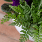 Close-up of lush green fern leaves in a white pot on a wooden surface.