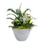 Lush variety of indoor potted plants in a sleek white pot with a decorative angel figurine centerpiece.