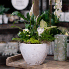 Indoor potted plant arrangement with lush greenery in white pot, featuring a decorative angel figurine, on wooden shelf.