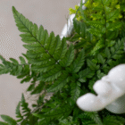 Close-up of vibrant green fern leaves with a blurred white ceramic foreground element.