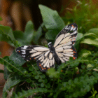 Black and white butterfly with orange accents perched on green leaves in a garden setting.