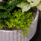Vibrant green ferns and foliage in a textured white planter, perfect for indoor gardening decor.