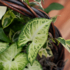 Variegated green leaves of tropical plant, close-up, in woven basket for indoor decor.