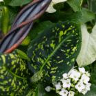 Variegated tropical leaves with twisted stems and blooming white flowers, creating a lush green garden look.