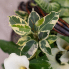Variegated plant leaves with green and cream patterns near white calla lily in a garden setting.