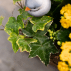 Close-up of variegated ivy leaves and yellow flowers with a cute decorative bird figure.