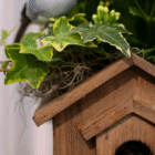 Wooden birdhouse with ivy and greenery nestled on the roof, creating a natural and cozy habitat setting.