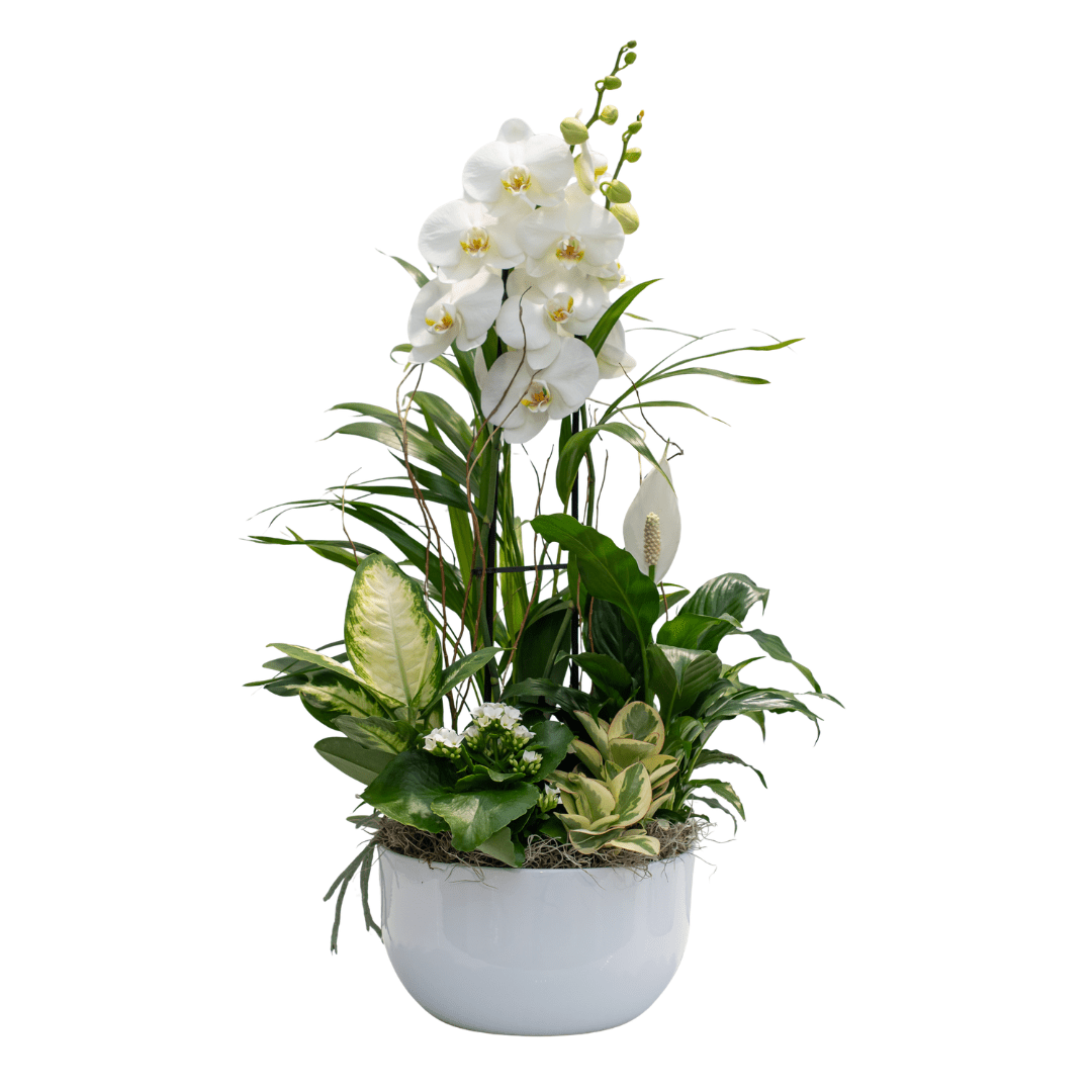 69 Elegant white orchid arrangement with lush greenery in a white pot, perfect for home or office decor.