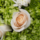 Cream rose bloom surrounded by fresh green foliage, showcasing nature's delicate beauty and elegance.