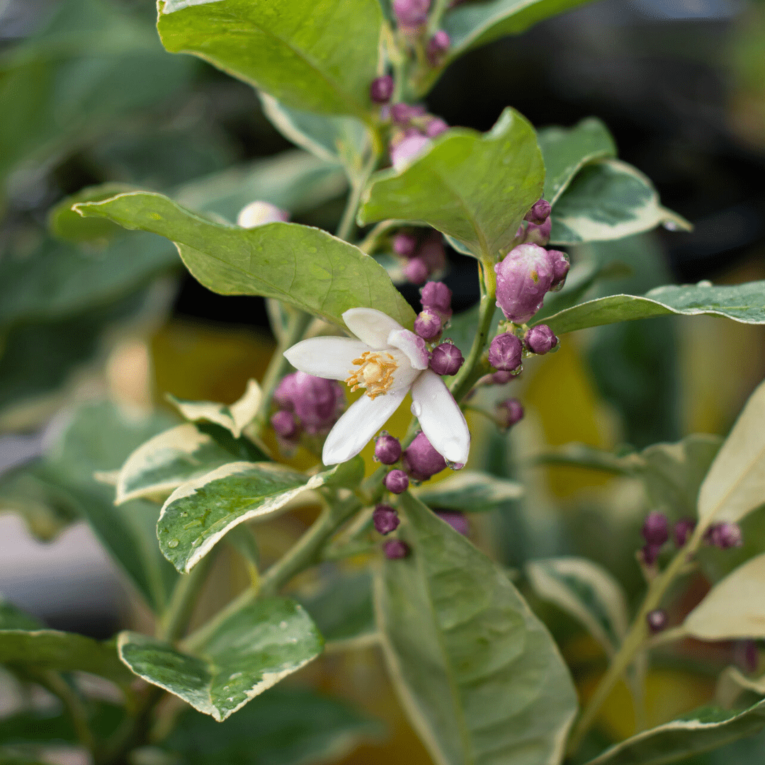 Close-up of a variegated lemon tree branch with white blossoms and purple buds, set against a lush green backdrop.