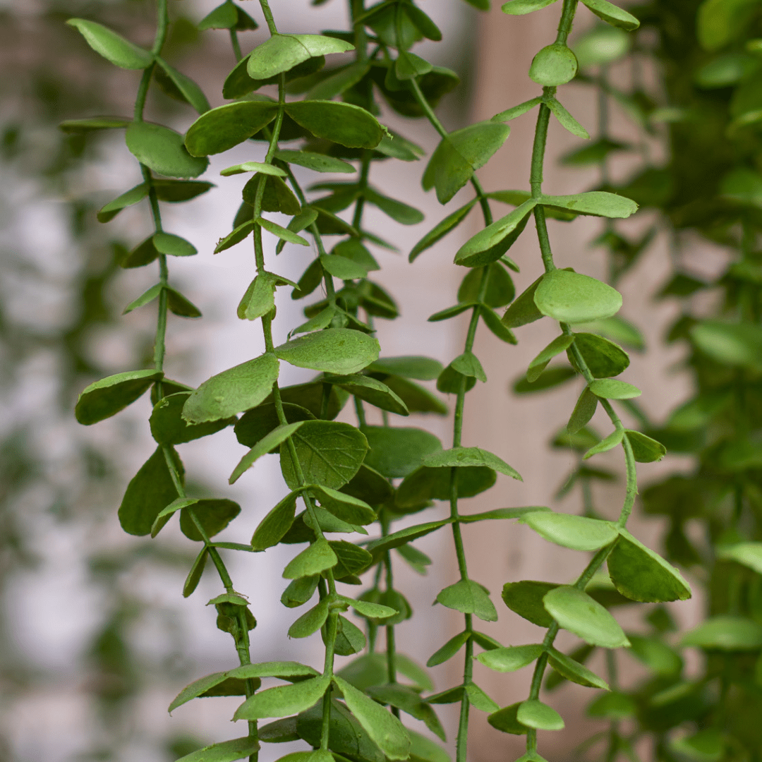 Green trailing plant with round leaves in focus, providing a lush, natural background aesthetic.